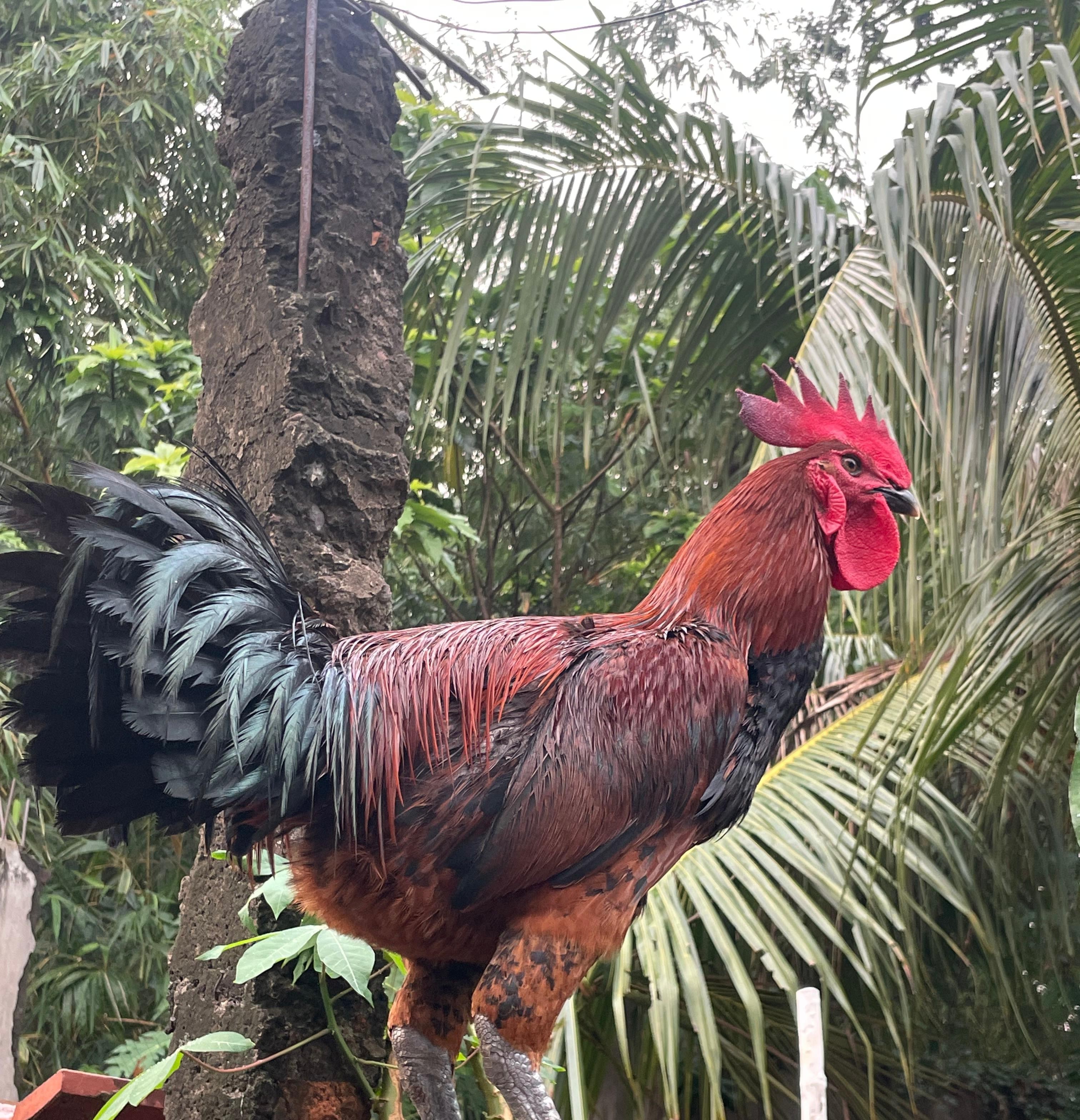 Ayam Pelung Samhah Farm